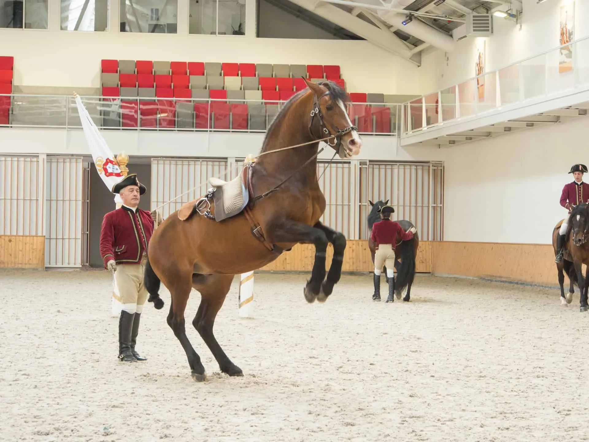 Lusitano Hengst im Training Hofreitschule Belem in Lissabon Portugal