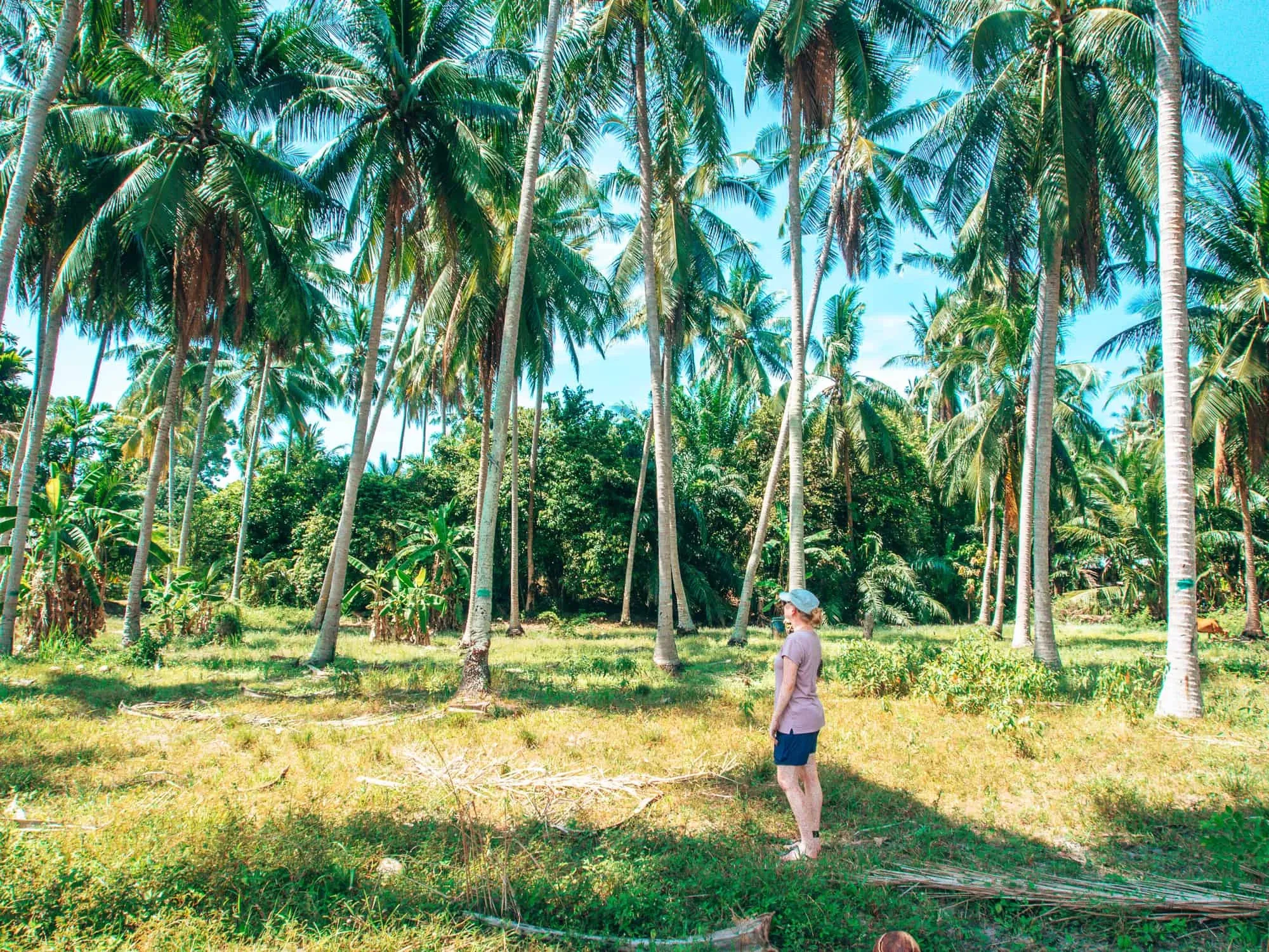 So bist du mobil auf Koh Samui