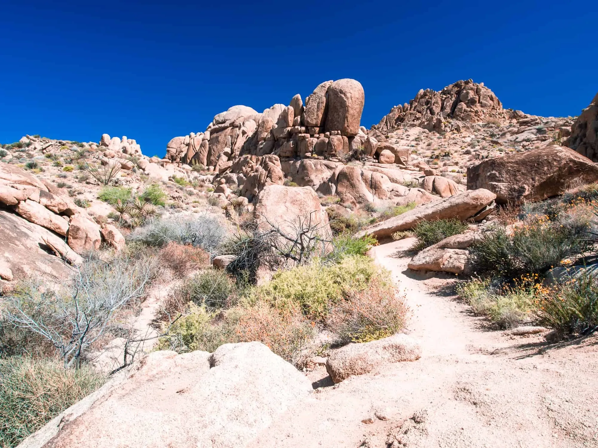 Joshua-Tree-Nationalpark an einem Tag!