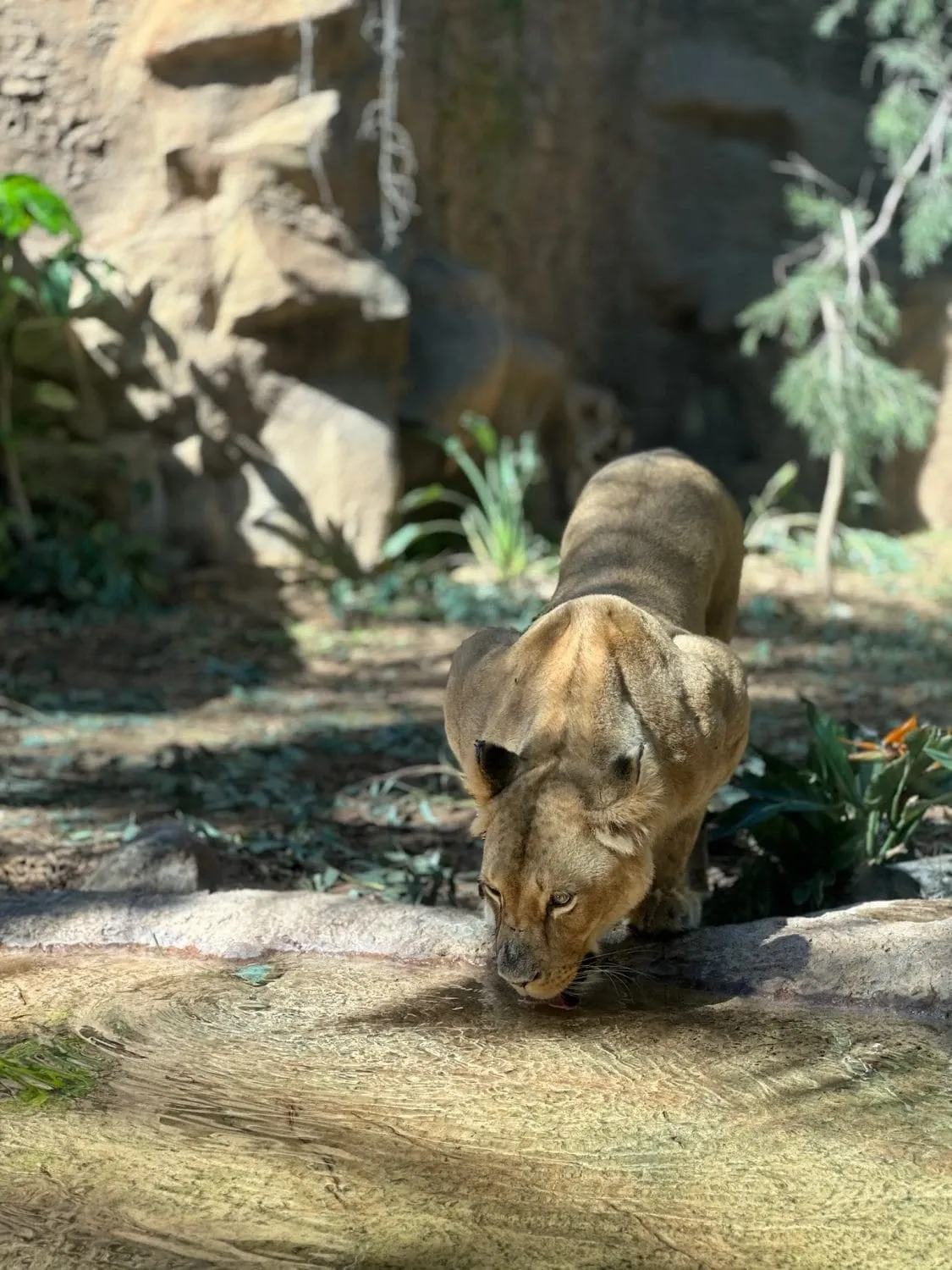 Löwin im Loro Parque Teneriffa