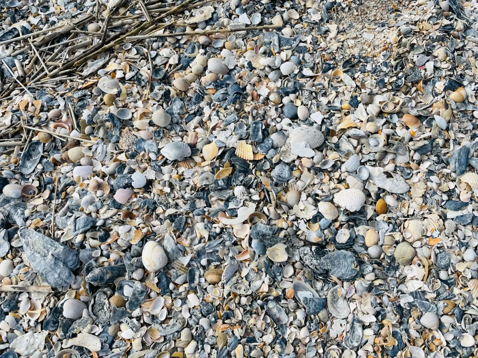 Muscheln Little Talbot Island State Park