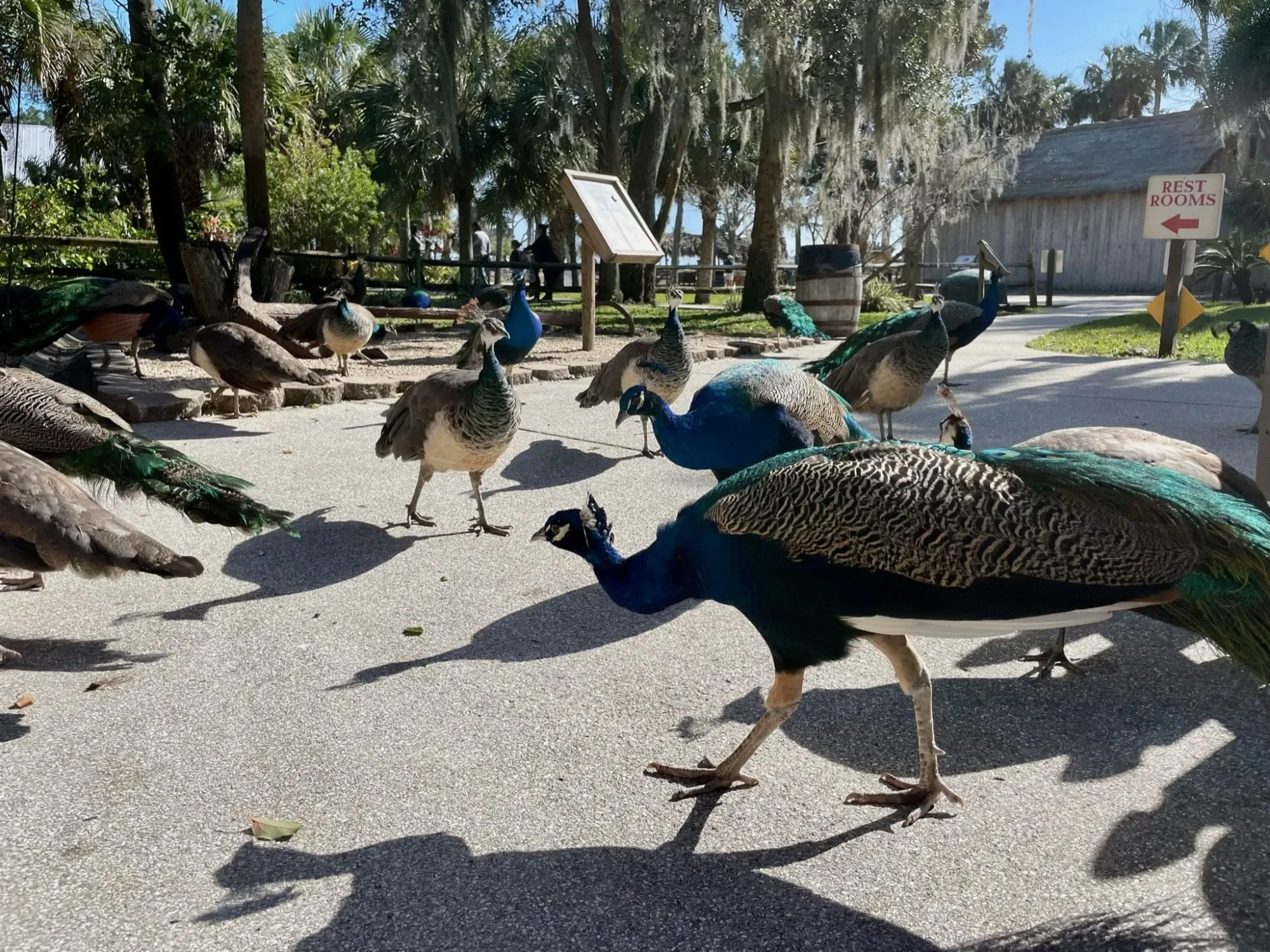 Pfauen im Museum Fountain of Youth Florida