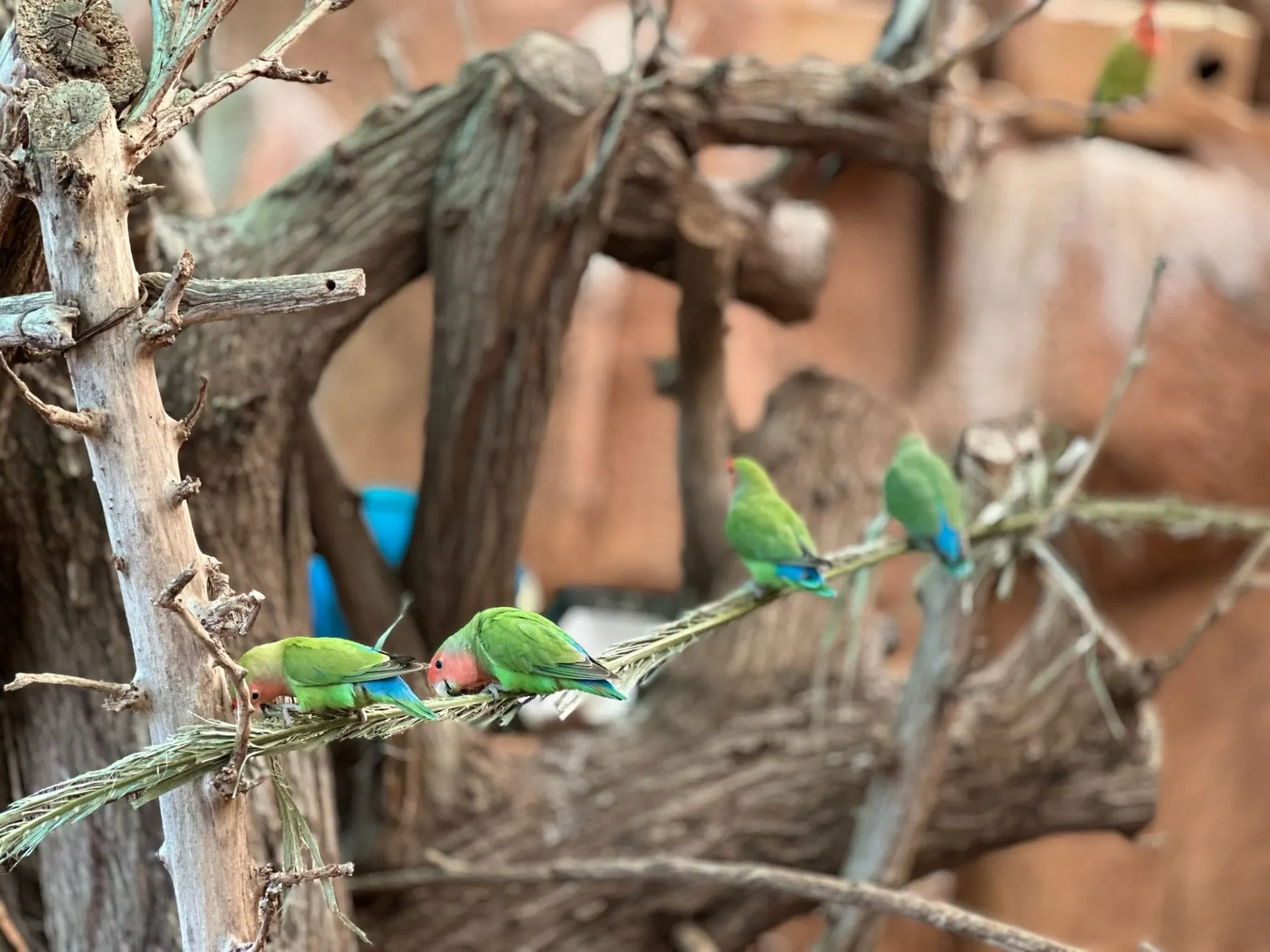 Papageien im Monkey Park Teneriffa