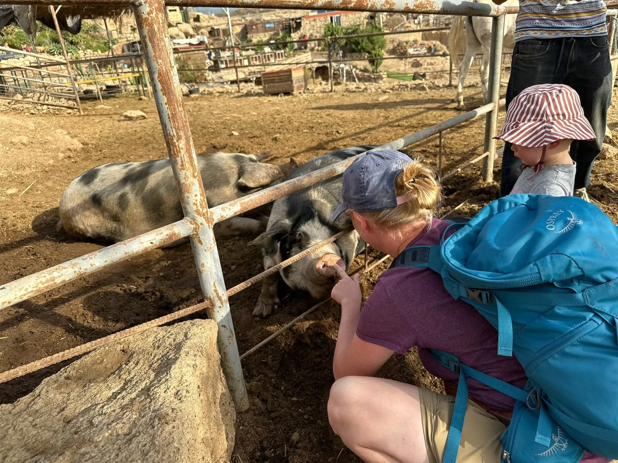 Tenerife Horse Rescue Schweine