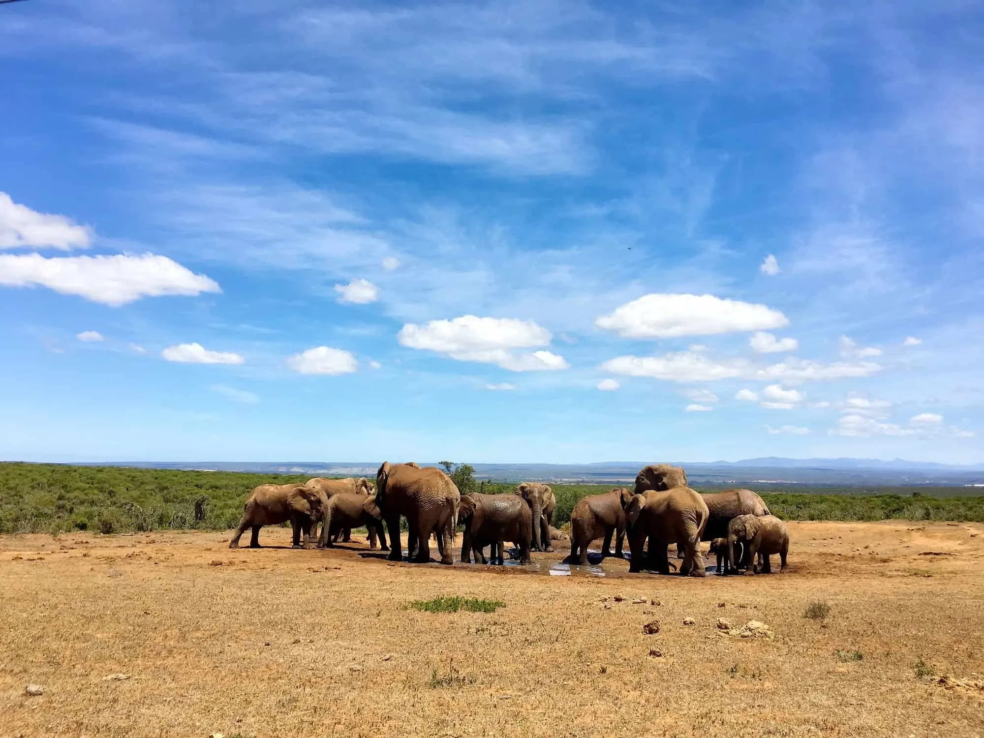 Addo Elephant Park – Safari auf eigene Faust