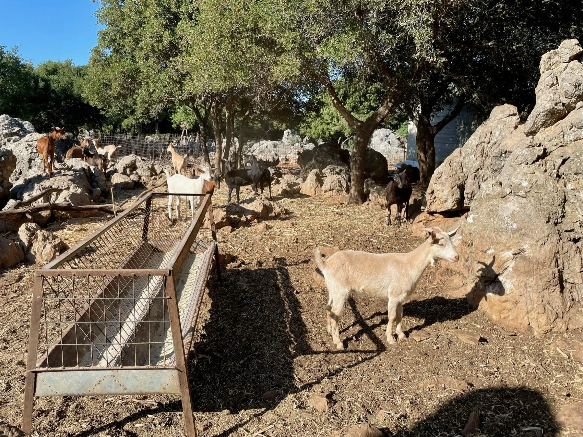 Ausflugstipp: Bauernhofbesuch auf Kreta