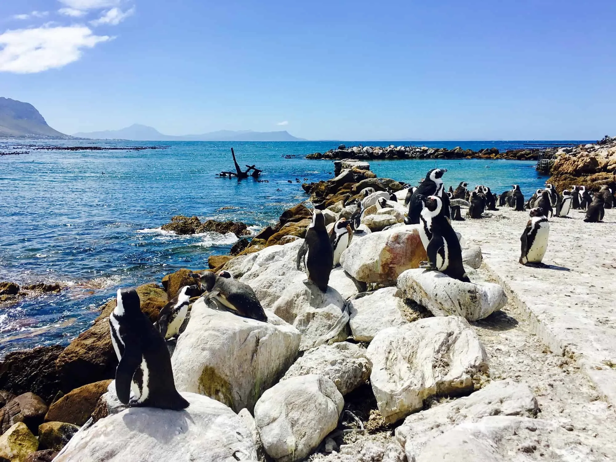 Putzige Pinguine in Betty’s Bay und weiter nach Kapstadt