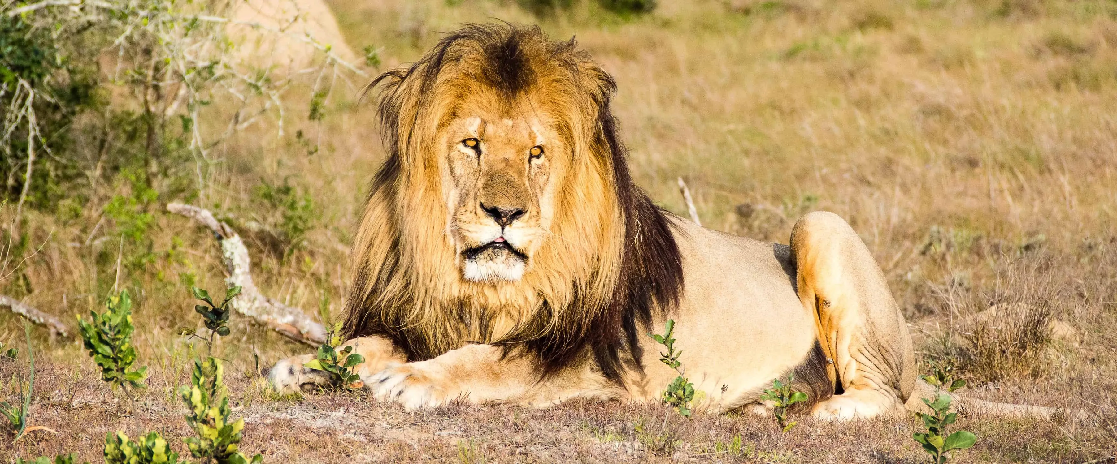 Sehen wir die „Big Five“ im Schotia Game Reserve?