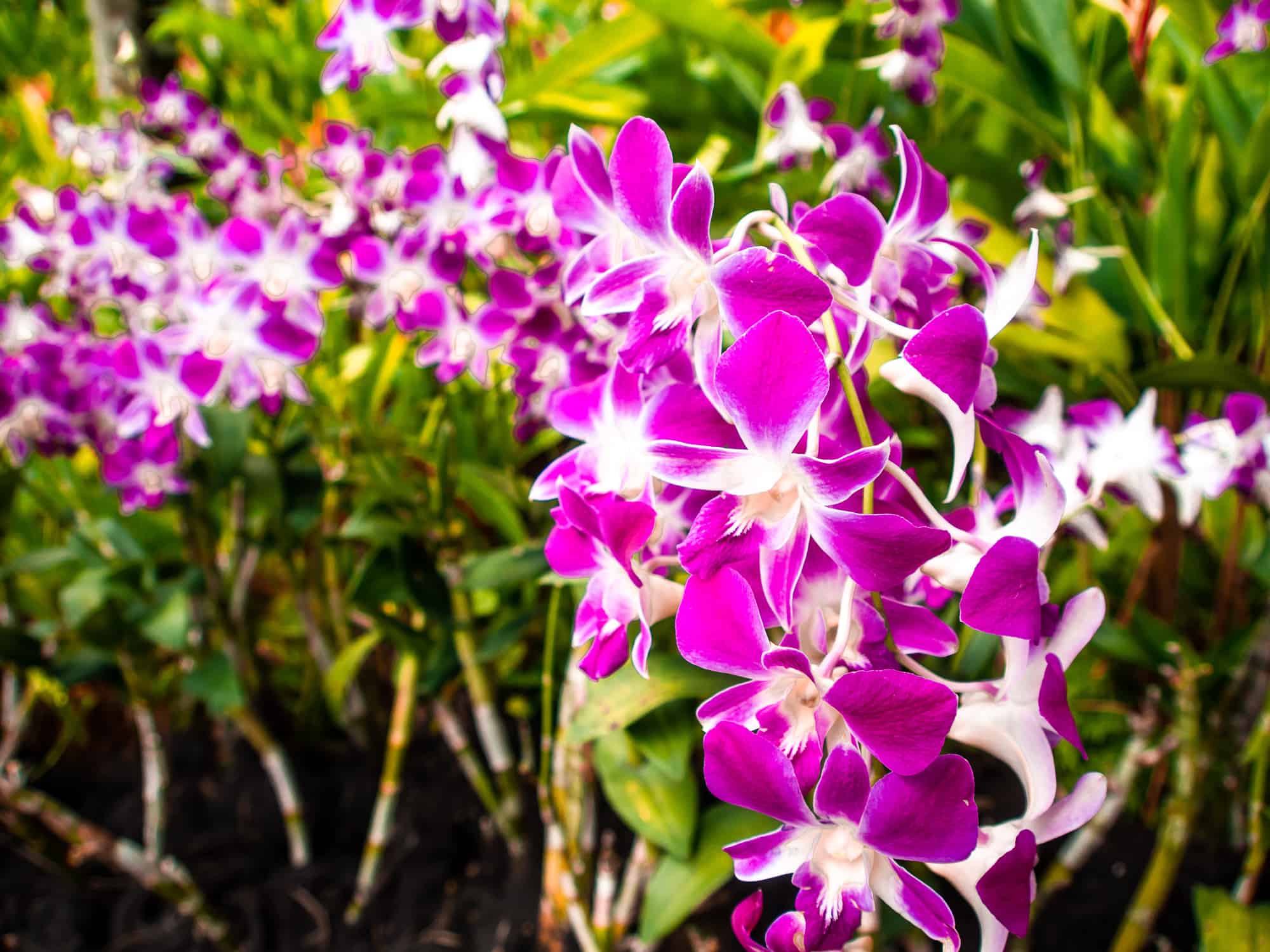 Orchideen Im Botanischen Garten In Singapur Sonnig Unterwegs