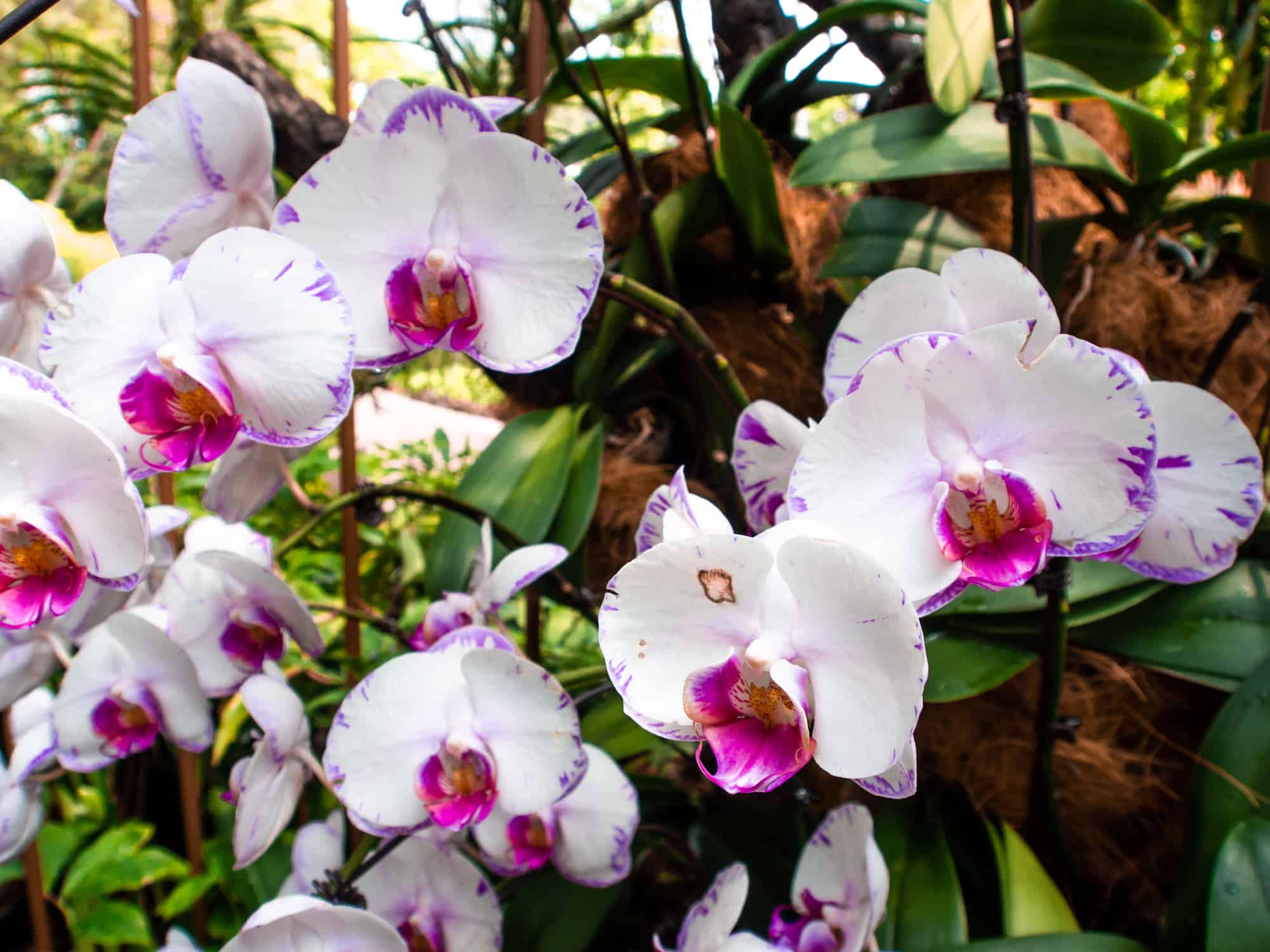 Orchideen Im Botanischen Garten In Singapur Sonnig Unterwegs