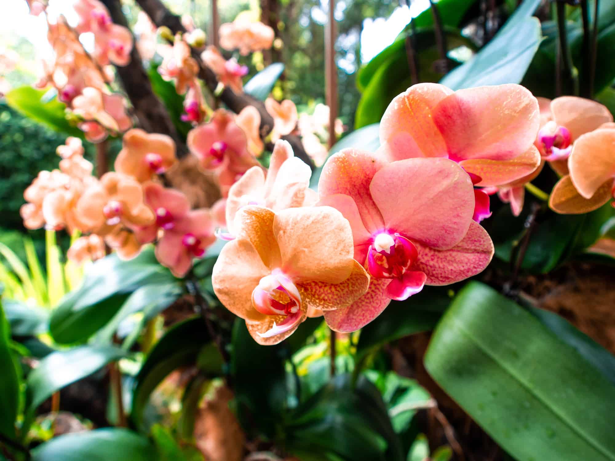 Orchideen im Botanischen Garten in Singapur | Sonnig ...